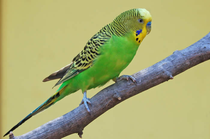 Parakeet